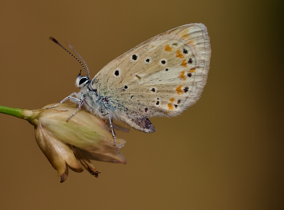 The Atlas blue butterfly, also known as Polyommatus atlantica. The Atlas blue butterfly, also known as Polyommatus atlantica.